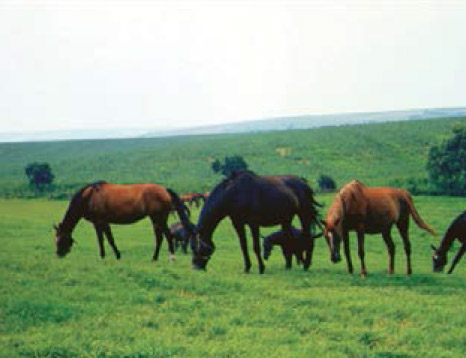 napajedla-hrebcin